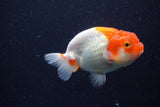 Juvenile Lionchu  Red White 3.5 Inch (ID#221R11b-18) Free2Day SHIPPING