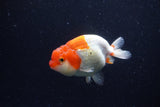 Juvenile Lionchu  Red White 3.5 Inch (ID#221R11b-18) Free2Day SHIPPING