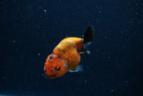 Baby Ranchu  Calico 2.5 Inch (ID#1220R9c-23) Free2Day SHIPPING