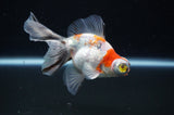Butterfly  Calico 4 Inch (ID#311B8b-41) Free2Day SHIPPING