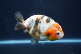 Milk Cow Ranchu  Calico 4 Inch (ID#1022R9a-64) Free2Day SHIPPING