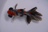Butterfly  Calico 4 Inch (ID#411B8b-34) Free2Day SHIPPING