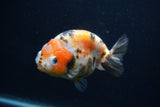 Milk Cow Ranchu  Calico 4 Inch (ID#1022R9a-64) Free2Day SHIPPING