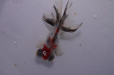 Butterfly  Calico 4 Inch (ID#311B8b-41) Free2Day SHIPPING