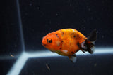 Baby Ranchu  Calico 2.5 Inch (ID#1220R9c-23) Free2Day SHIPPING