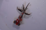 Butterfly  Calico 4 Inch (ID#311B8b-41) Free2Day SHIPPING