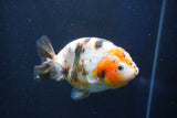 Milk Cow Ranchu  Calico 4 Inch (ID#1022R9a-64) Free2Day SHIPPING