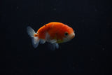 Ranchu  Sakura 2.5 Inch (ID#1206R1c-7) Free2Day SHIPPING