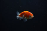 Ranchu  Sakura 2.5 Inch (ID#1206R1c-7) Free2Day SHIPPING