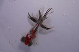 Butterfly  Calico 4 Inch (ID#311B8b-41) Free2Day SHIPPING