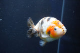 Milk Cow Ranchu  Calico 4 Inch (ID#1022R9a-64) Free2Day SHIPPING