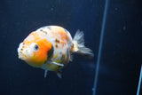 Milk Cow Ranchu  Calico 4 Inch (ID#1022R9a-64) Free2Day SHIPPING