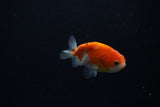 Ranchu  Sakura 2.5 Inch (ID#1206R1c-7) Free2Day SHIPPING