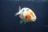 Milk Cow Ranchu  Calico 4 Inch (ID#1022R9a-64) Free2Day SHIPPING