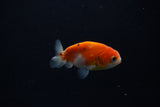 Ranchu  Sakura 2.5 Inch (ID#1206R1c-7) Free2Day SHIPPING