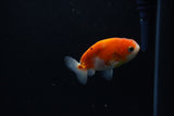 Ranchu  Sakura 2.5 Inch (ID#1206R1c-7) Free2Day SHIPPING