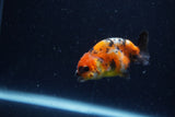 Baby Ranchu  Calico 3 Inch (ID#1220R9c-24) Free2Day SHIPPING