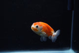 Ranchu  Sakura 2.5 Inch (ID#1206R1c-7) Free2Day SHIPPING