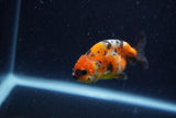 Baby Ranchu  Calico 3 Inch (ID#1220R9c-24) Free2Day SHIPPING