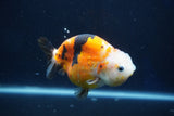 Milk Cow Ranchu  Calico 4 Inch (ID#1022R9a-65) Free2Day SHIPPING