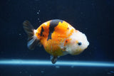 Milk Cow Ranchu  Calico 4 Inch (ID#1022R9a-65) Free2Day SHIPPING