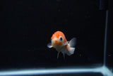 Ranchu  Sakura 2.5 Inch (ID#1206R1c-7) Free2Day SHIPPING