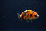 Baby Ranchu  Calico 3 Inch (ID#1220R9c-24) Free2Day SHIPPING