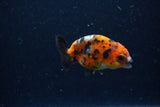 Baby Ranchu  Calico 3 Inch (ID#1220R9c-24) Free2Day SHIPPING