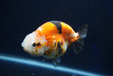 Milk Cow Ranchu  Calico 4 Inch (ID#1022R9a-65) Free2Day SHIPPING