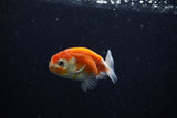 Ranchu  Sakura 2.5 Inch (ID#1206R1c-7) Free2Day SHIPPING