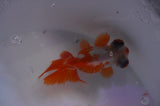Butterfly  Red White 3.5 Inch (ID#311B8b-42) Free2Day SHIPPING