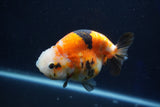 Milk Cow Ranchu  Calico 4 Inch (ID#1022R9a-65) Free2Day SHIPPING