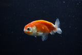 Ranchu  Sakura 2.5 Inch (ID#1206R1c-7) Free2Day SHIPPING