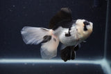 Juvenile Thai Oranda  Panda 4 Inch (ID#1227To13b-80) Free2Day SHIPPING