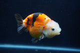 Milk Cow Ranchu  Calico 4 Inch (ID#1022R9a-65) Free2Day SHIPPING