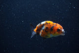 Baby Ranchu  Calico 3 Inch (ID#1220R9c-24) Free2Day SHIPPING