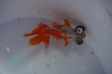 Butterfly  Red White 3.5 Inch (ID#311B8b-42) Free2Day SHIPPING