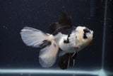 Juvenile Thai Oranda  Panda 4 Inch (ID#1227To13b-80) Free2Day SHIPPING