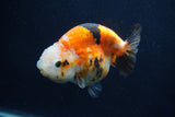 Milk Cow Ranchu  Calico 4 Inch (ID#1022R9a-65) Free2Day SHIPPING