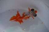 Butterfly  Red White 3.5 Inch (ID#311B8b-42) Free2Day SHIPPING
