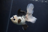 Juvenile Thai Oranda  Panda 4 Inch (ID#1227To13b-80) Free2Day SHIPPING