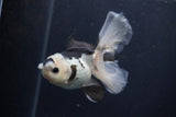 Juvenile Thai Oranda  Panda 4 Inch (ID#1227To13b-80) Free2Day SHIPPING