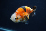 Milk Cow Ranchu  Calico 4 Inch (ID#1022R9a-65) Free2Day SHIPPING