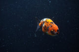 Baby Ranchu  Calico 3 Inch (ID#1220R9c-24) Free2Day SHIPPING