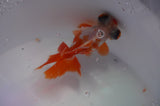 Butterfly  Red White 3.5 Inch (ID#311B8b-42) Free2Day SHIPPING