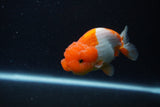 Juvenile Lionchu  Red White 3.5 Inch (ID#221R11b-20) Free2Day SHIPPING