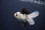 Juvenile Thai Oranda  Panda 4 Inch (ID#1227To13b-80) Free2Day SHIPPING