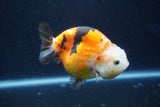 Milk Cow Ranchu  Calico 4 Inch (ID#1022R9a-65) Free2Day SHIPPING