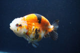 Milk Cow Ranchu  Calico 4 Inch (ID#1022R9a-65) Free2Day SHIPPING