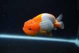 Juvenile Lionchu  Red White 3.5 Inch (ID#221R11b-20) Free2Day SHIPPING